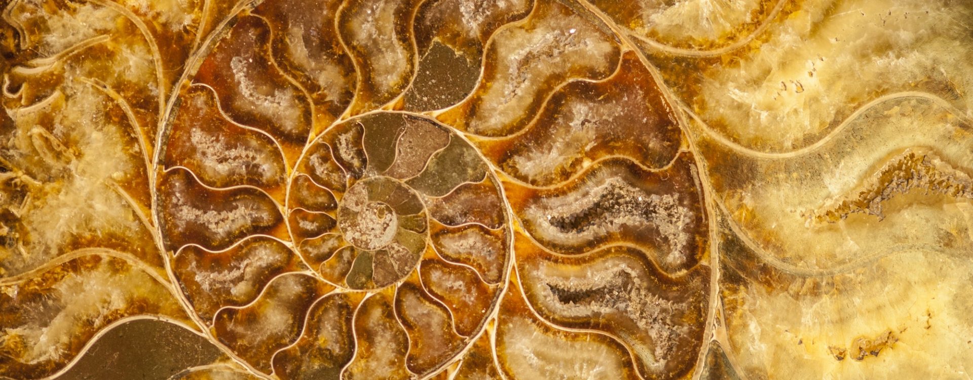 Nautilus shell fossil